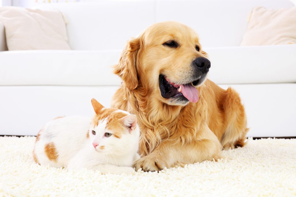 Cat and dog resting together.